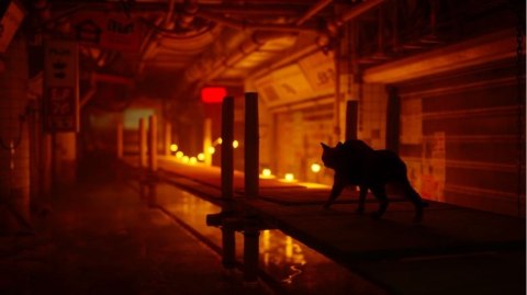 Gra PlayStation 4 Stray Gra PlayStation 4 Stray